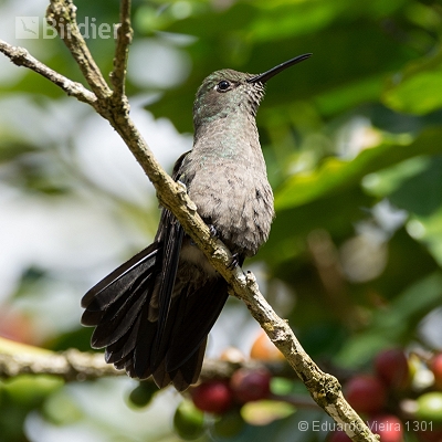 Aves capixabas