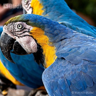 Psittacidae