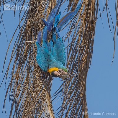 Nasce Um Tucano