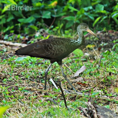 Aves de Angra dos Reis-RJ