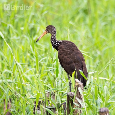 Aves alagoanas