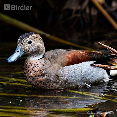 Swamp Birds