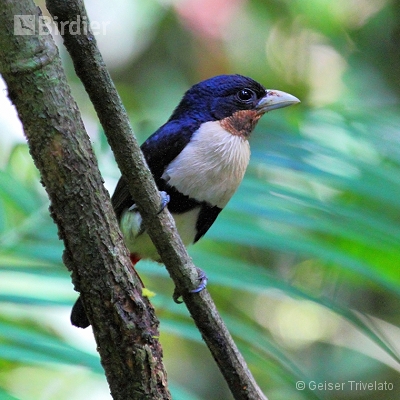 Floresta amazônica