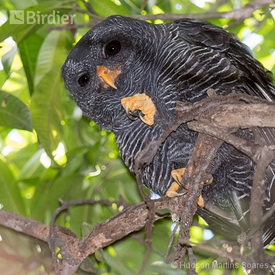 Aves de Valença RJ