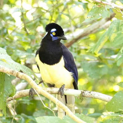 Aves Argentinas