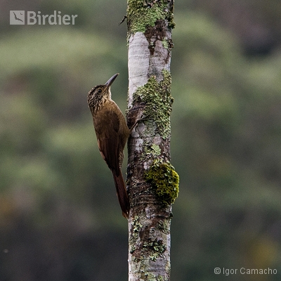Sítio Virtuoso Birdwatching
