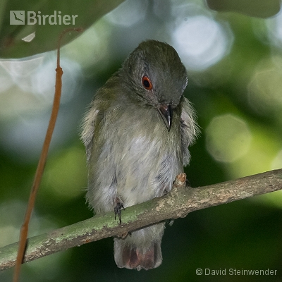 Reserva Biológica União / ICMBIO