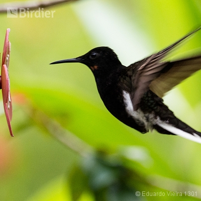 Aves Pernambucanas