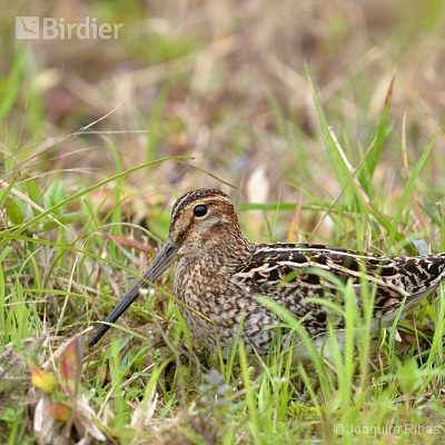 Aves do  norte catarinense