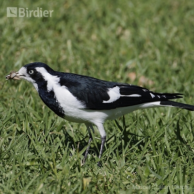 Aves da Austrália