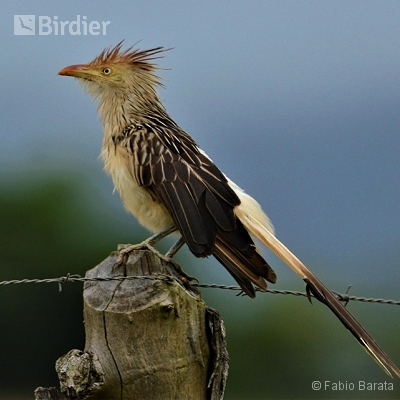 Expedições Birdier pelo Brasil.
