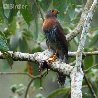 mata atlântica