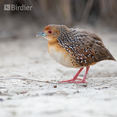 Rallidae