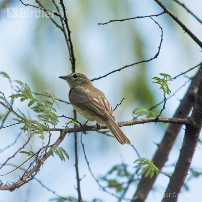 Birding Tour Cabrucas