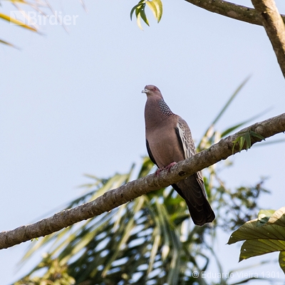 Aves mineiras