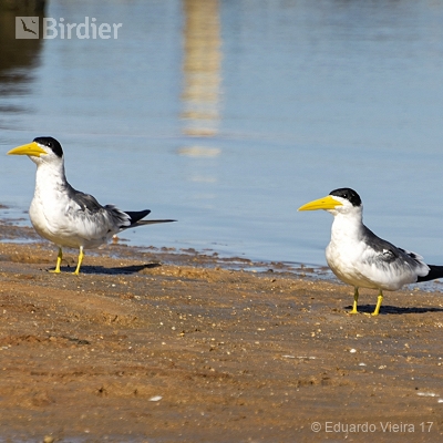 Aves Tocantinenses