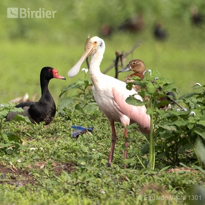 Aves Paulistas