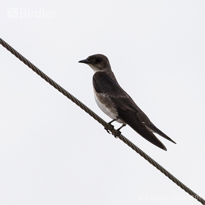 Aves alagoanas