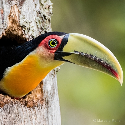 Toucans