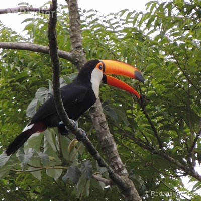 Tucanos e Araçaris