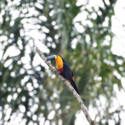 Aves de Antonina,Morretes e Guaraqueçaba PR