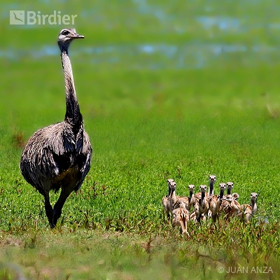 Pampas, Brazil