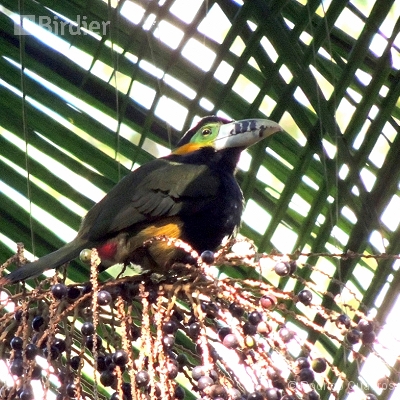Tucanos e Araçaris