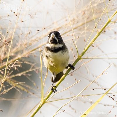 Aves mineiras