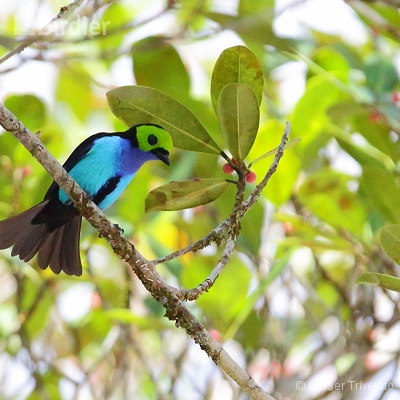 Amazônia
