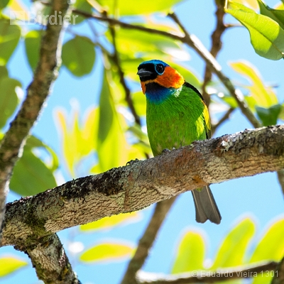 Aves Pernambucanas