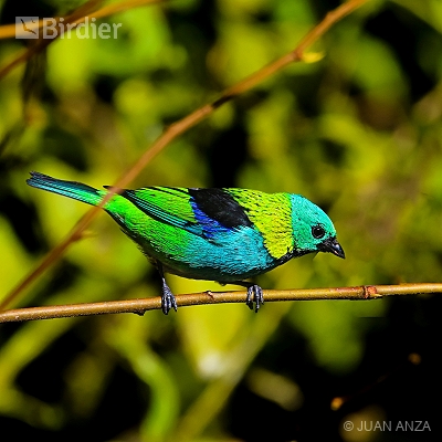Aves do Rio Grande do Sul