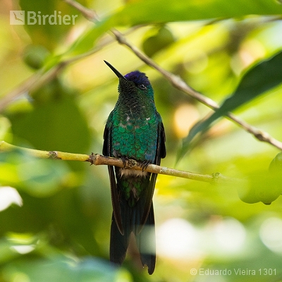 Aves capixabas