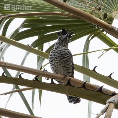 Aves Piauienses