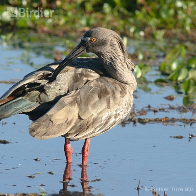 pantanal MT