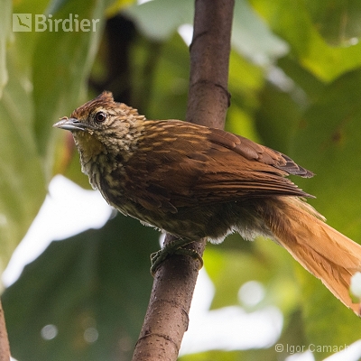 Birding Tour Cabrucas