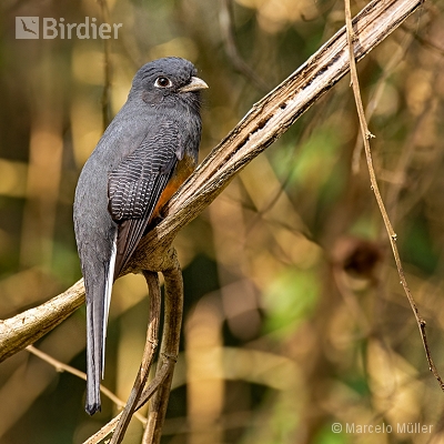 Trogonidae