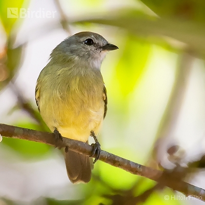 Aves do Amazonas