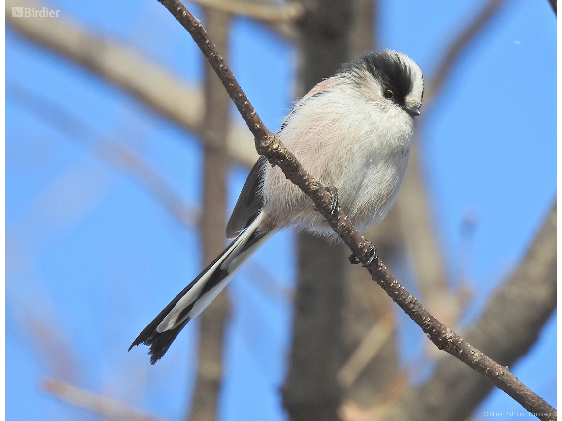 Aegithalos caudatus