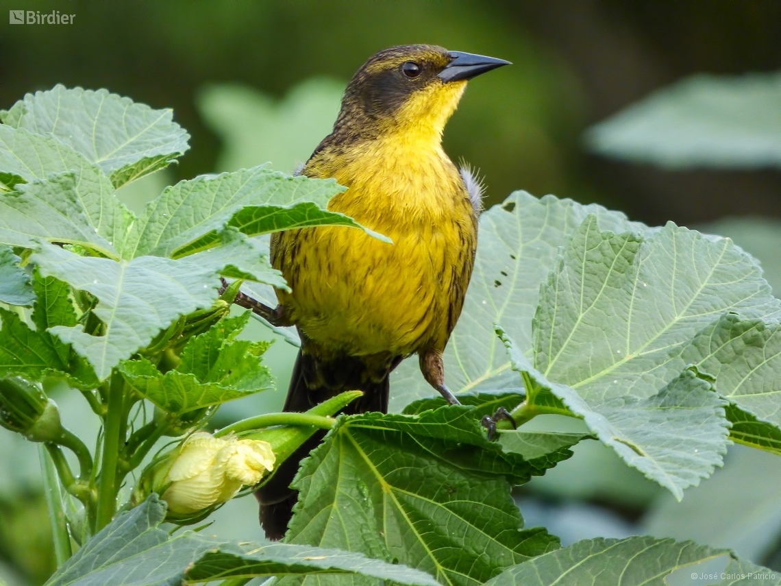 Agelasticus atroolivaceus