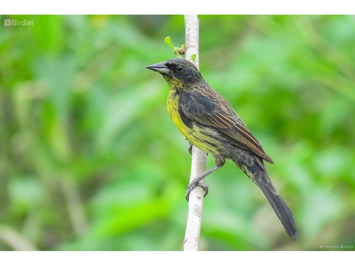 Agelasticus atroolivaceus