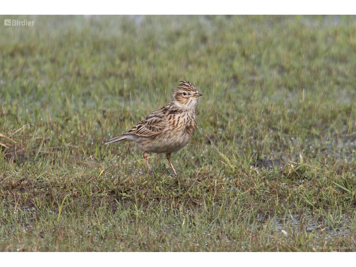 Alauda arvensis
