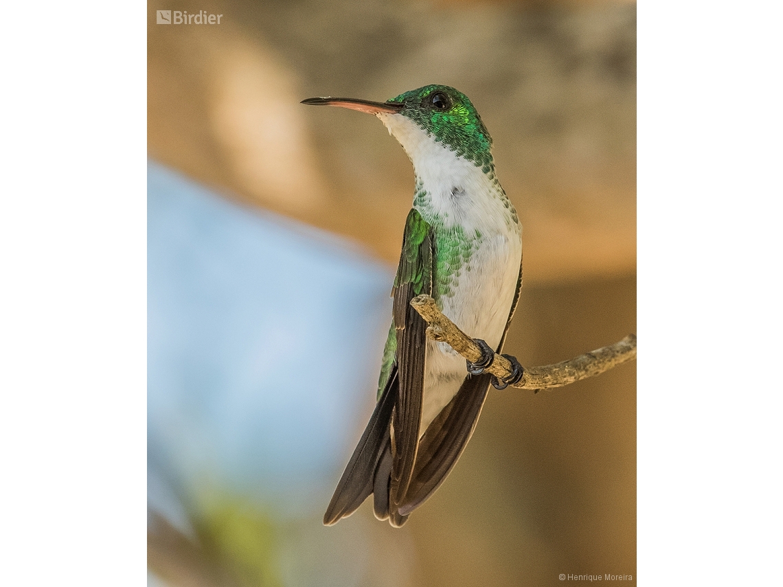 Chrysuronia leucogaster