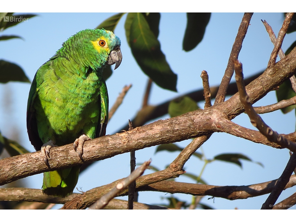Amazona aestiva