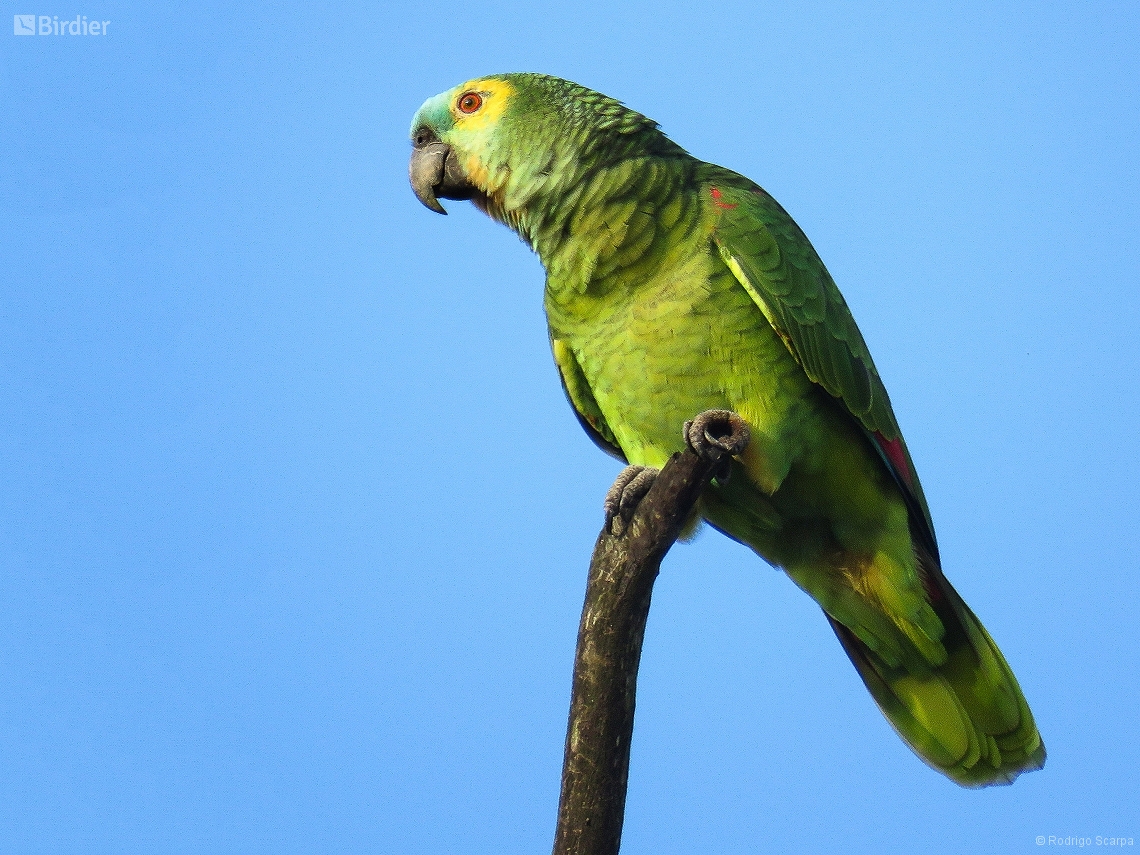 Amazona aestiva