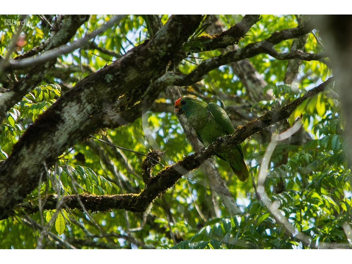 Amazona rhodocorytha