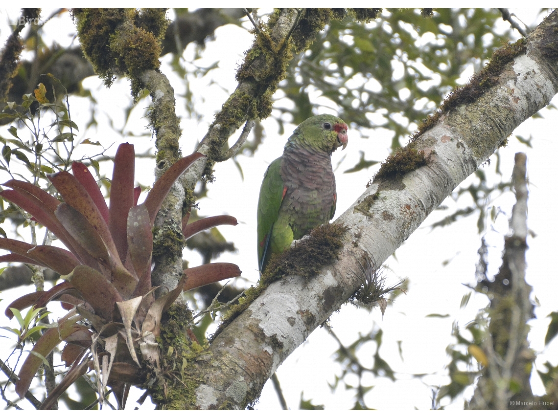 Amazona vinacea