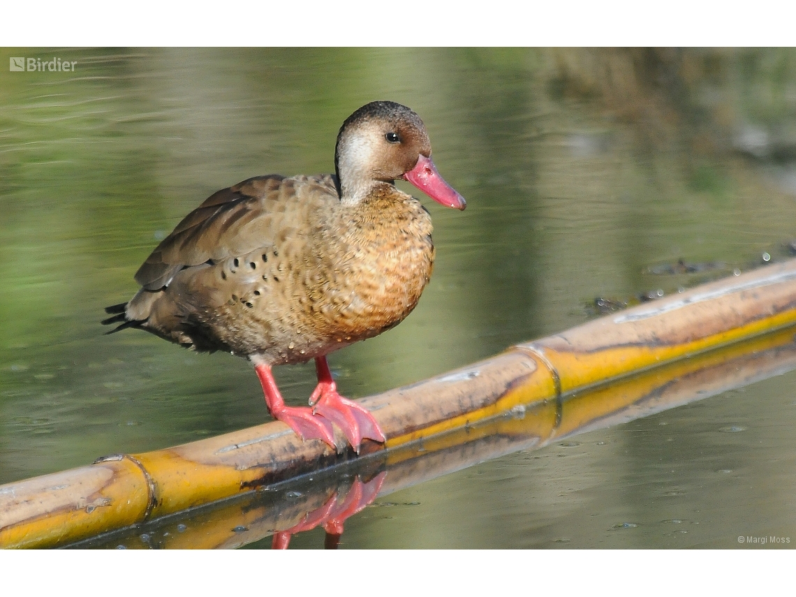 Amazonetta brasiliensis