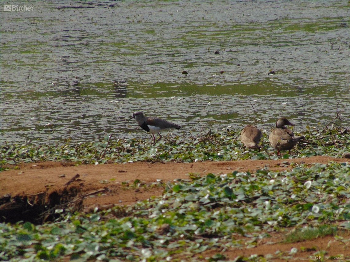 Amazonetta brasiliensis