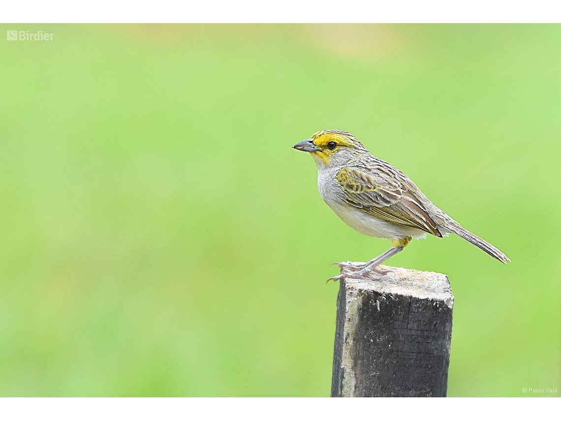 Ammodramus aurifrons