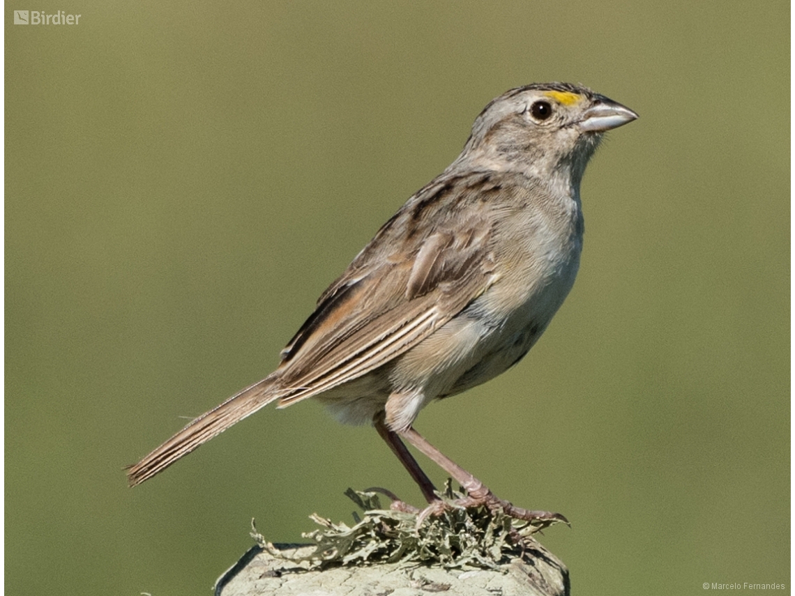 Ammodramus humeralis